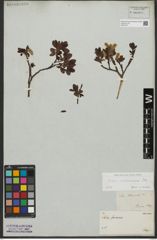 Foto von Salix waldsteiniana Willd.